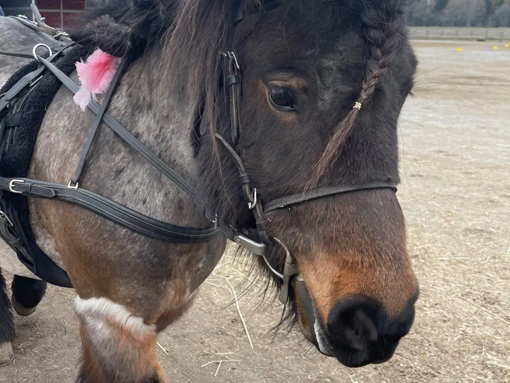 Try trotting during the Easter holidays