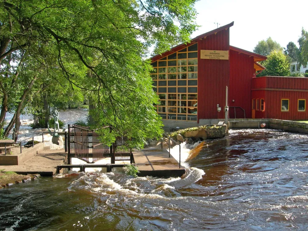 Fishing premiere in Mörrum