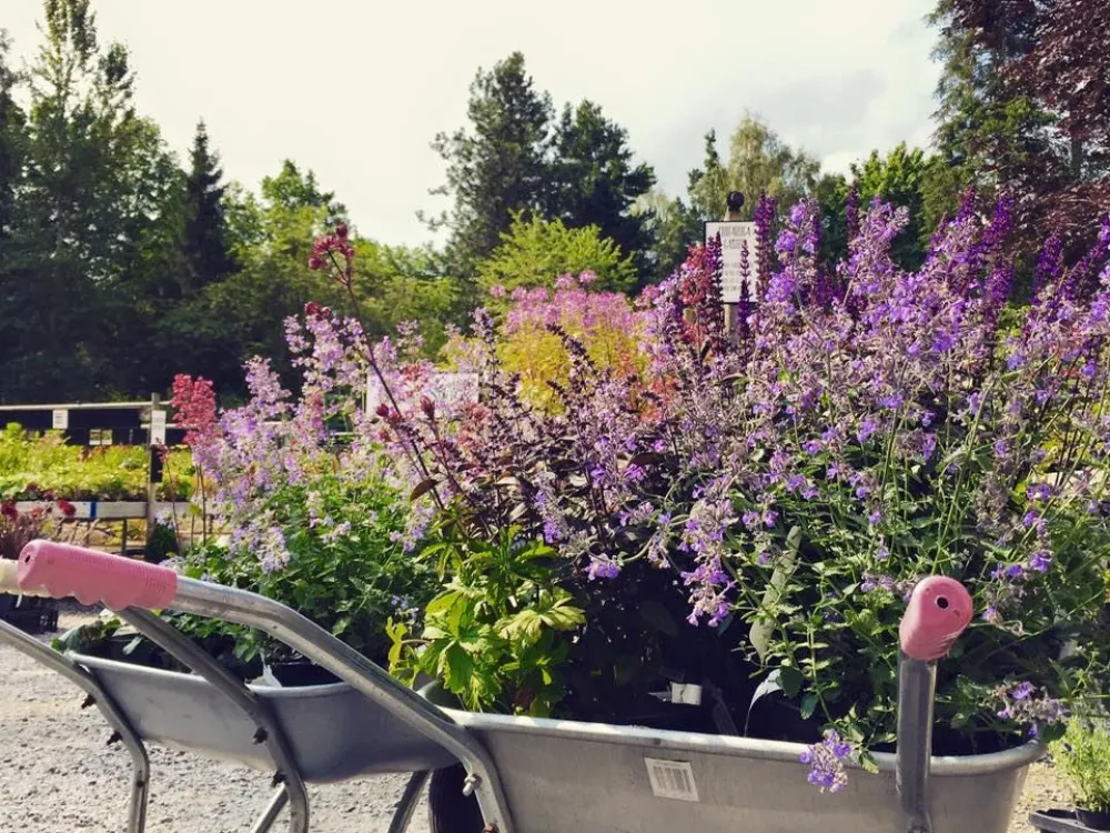  Garden day at Ljungsleds Plantskola