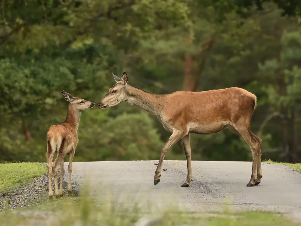 Deers
