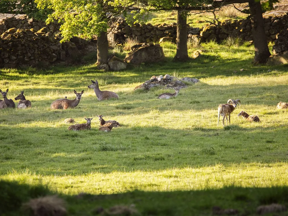 Safariparken på Eriksberg öppnar för säsongen