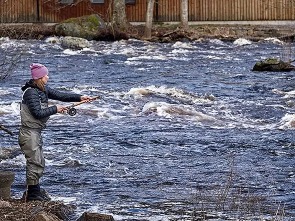 Fishing premiere in Mörrum