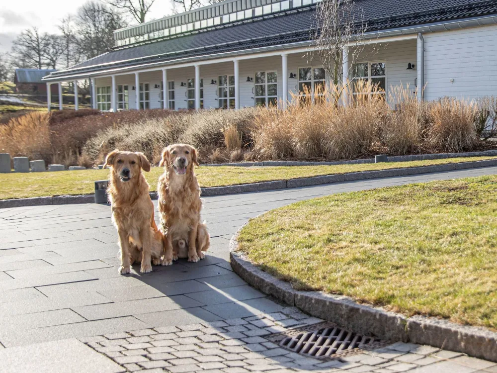 Dog week at Eriksberg